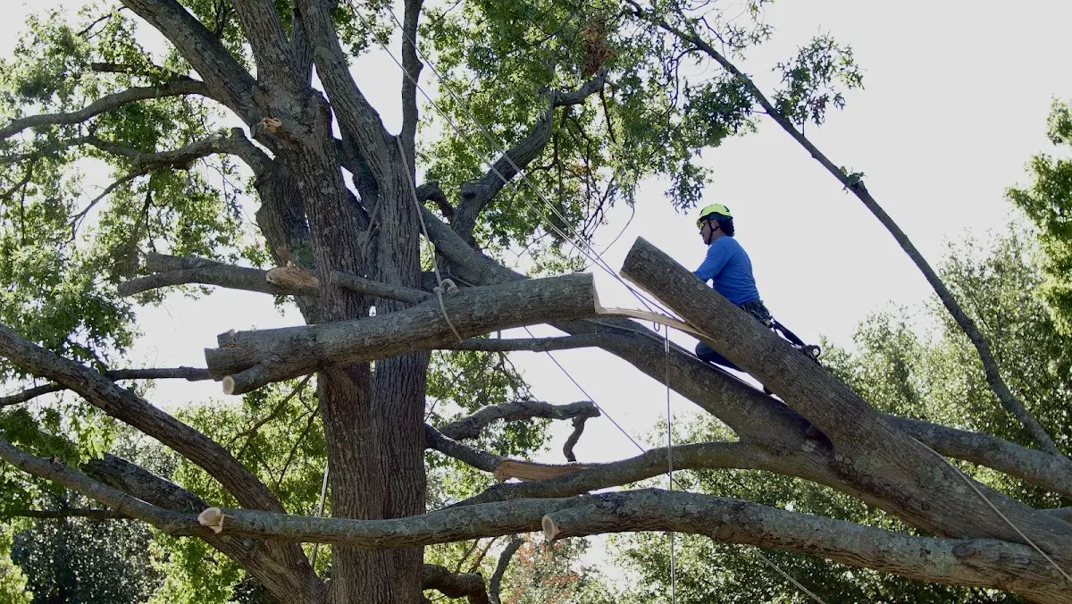 Professional Crown Thinning performed by certified arborists in Camptonville