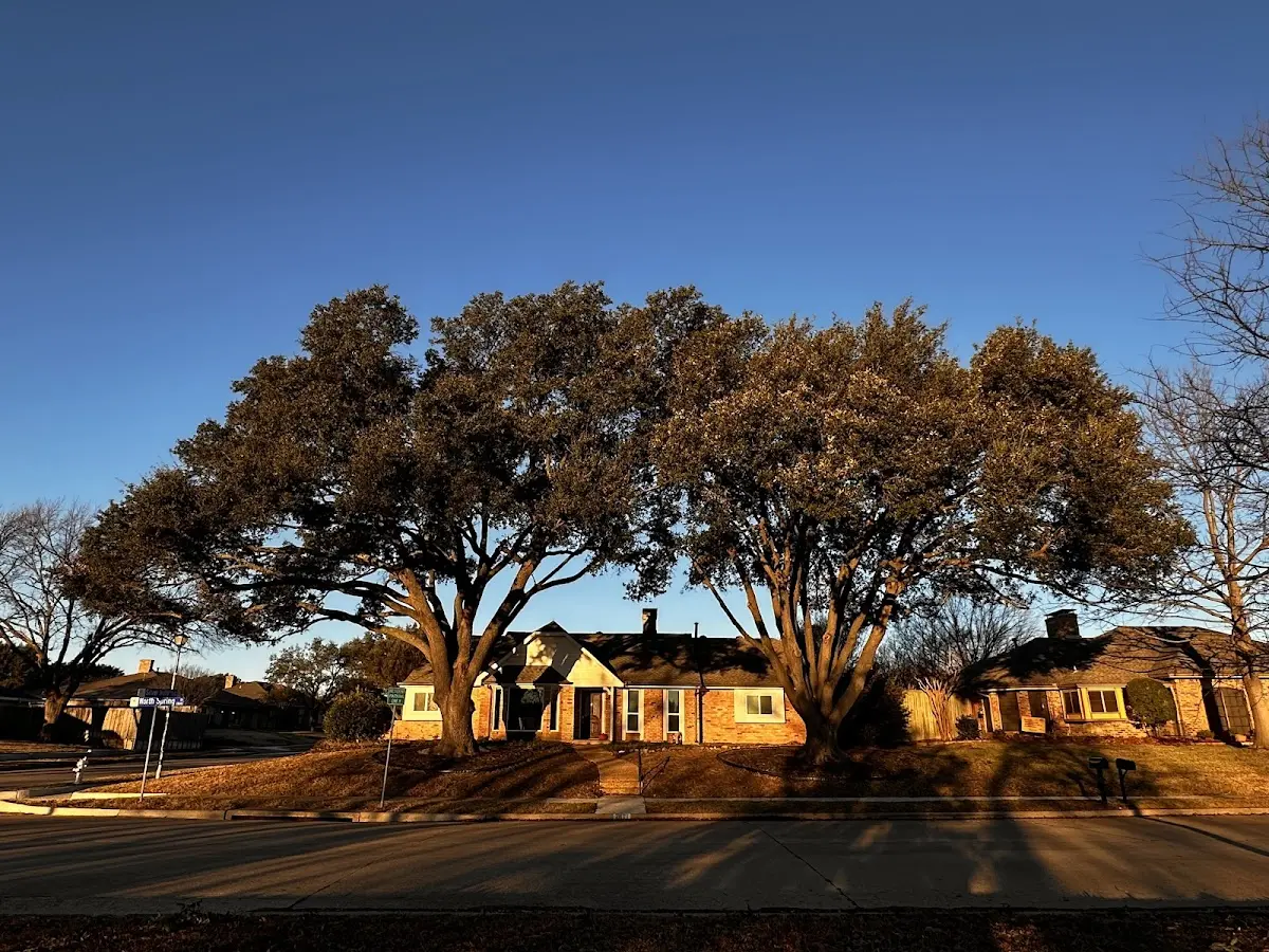 Established residential canopy tree shading a home in Camptonville